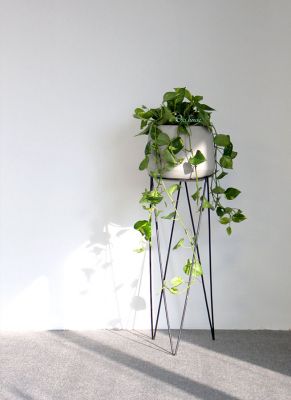 Dịch vụ Bảo dưỡng & chăm sóc cây